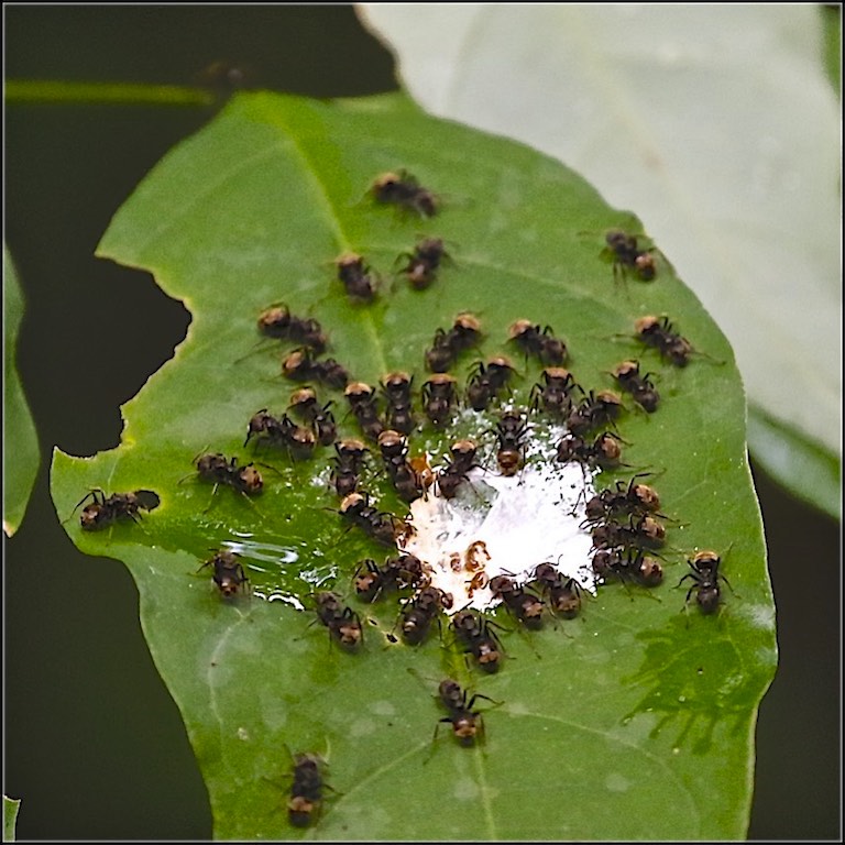 Bird Poo Eating Ants