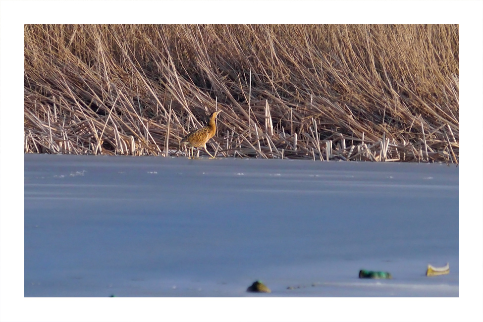 Bittern