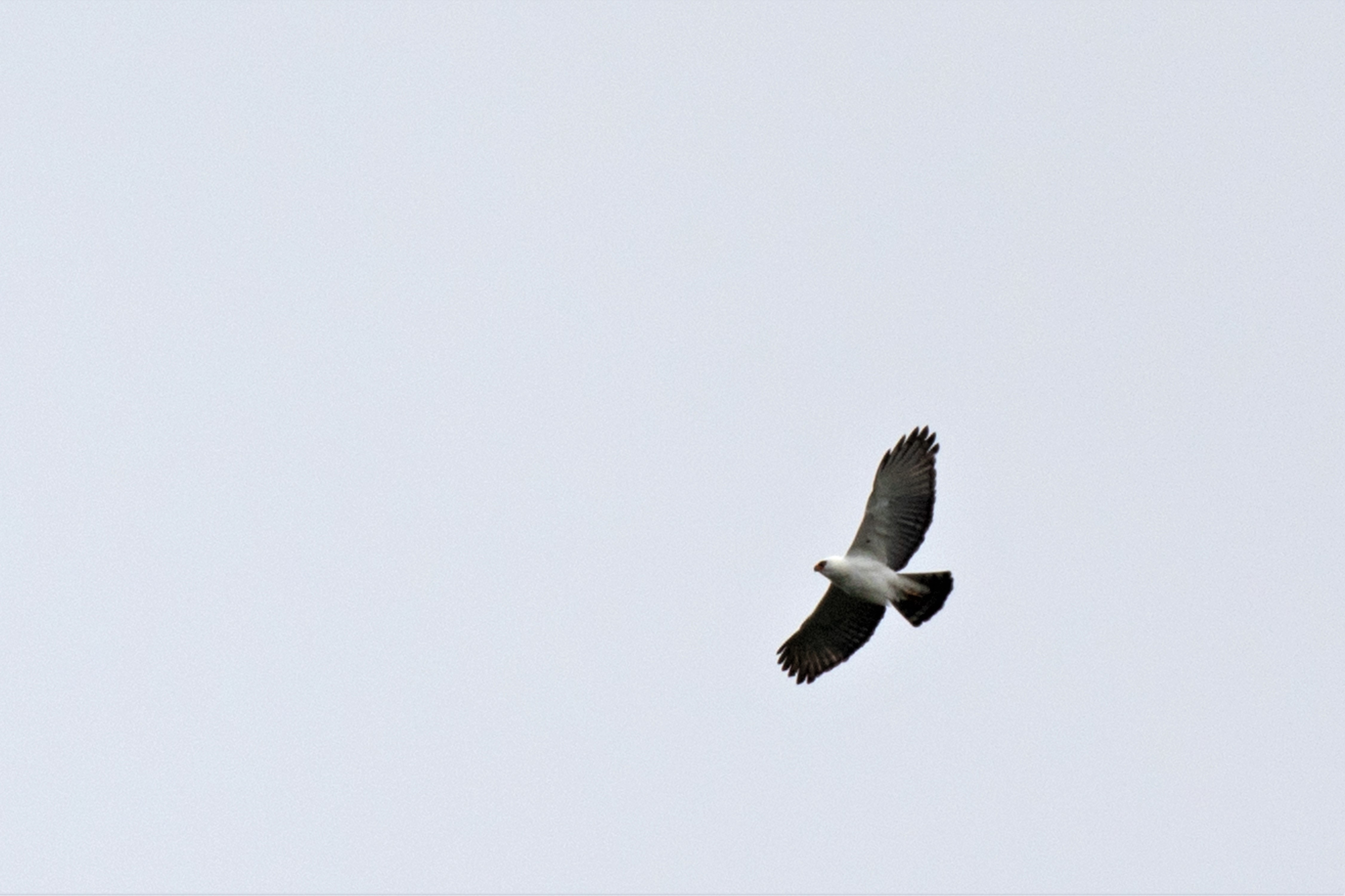 Black-and-White Hawk-Eagle