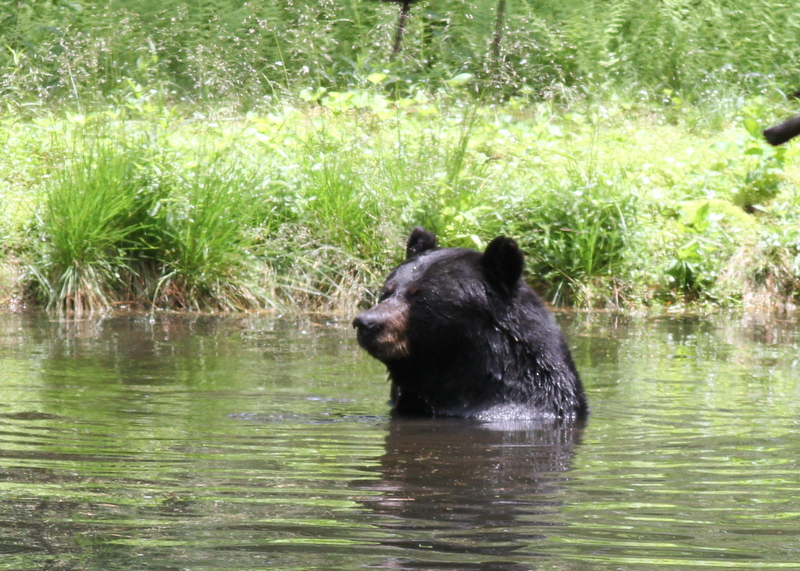 Black Bear