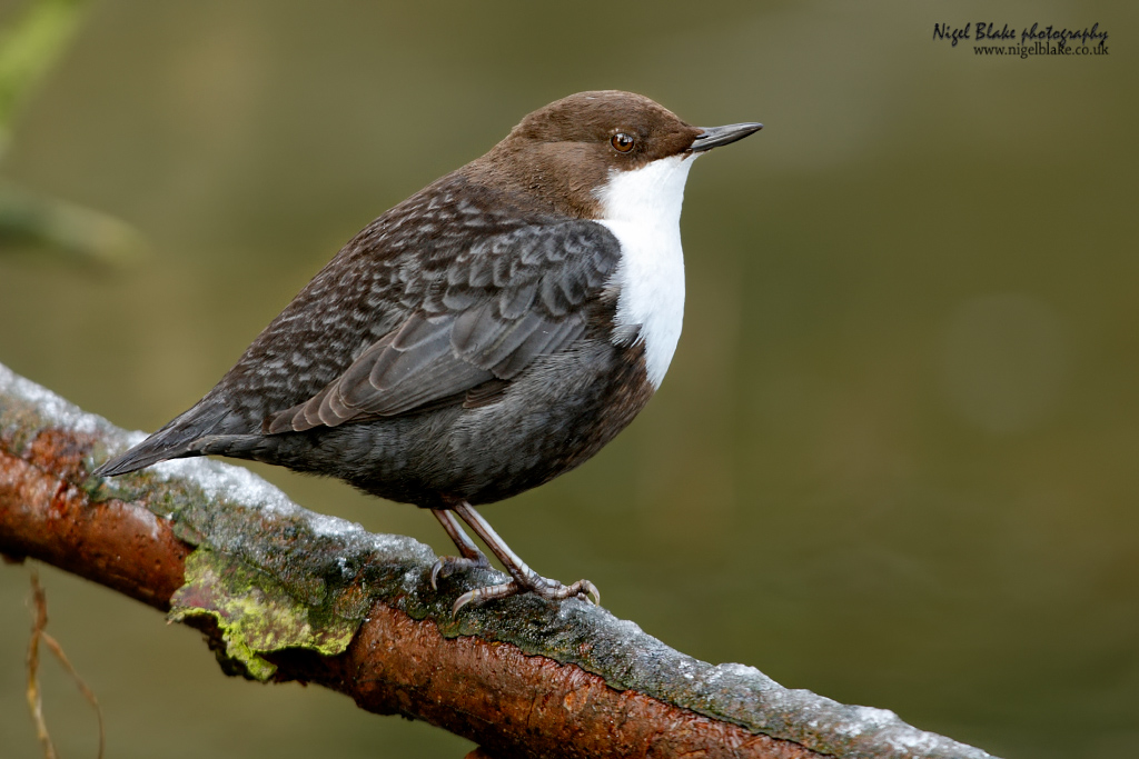 Black-bellied Dipper, Cinclus cinclus cinclus.