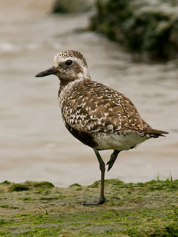 Black-bellied Plover