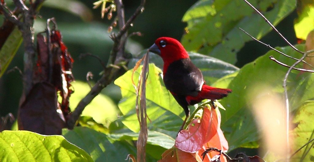 Black bellied seedcracker