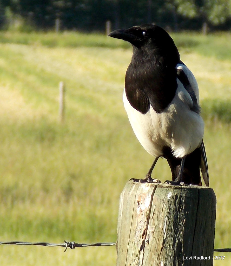 Black-billed Magpie