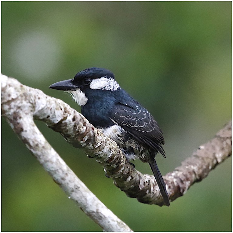 Black-breasted Puffbird