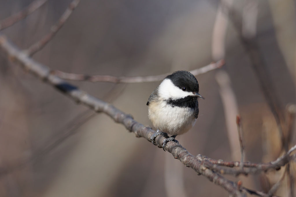 Black-Capped Chickadee