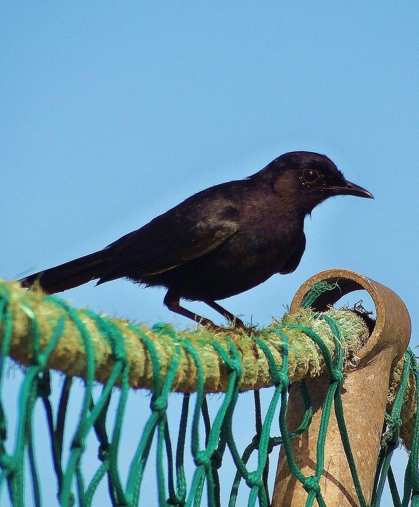 Black Catbird