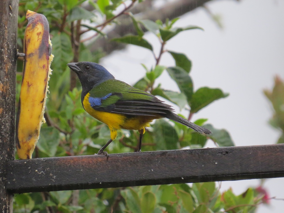 Black-chested Mountain Tanager