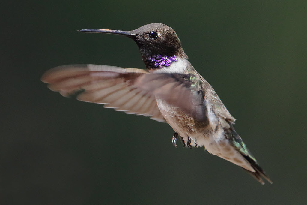 Black-chinned Hummingbird