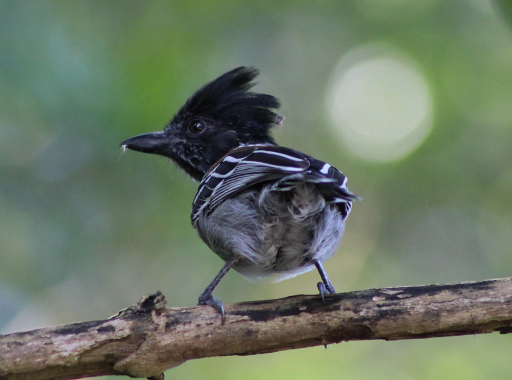 Black - crested Antshrike (male)