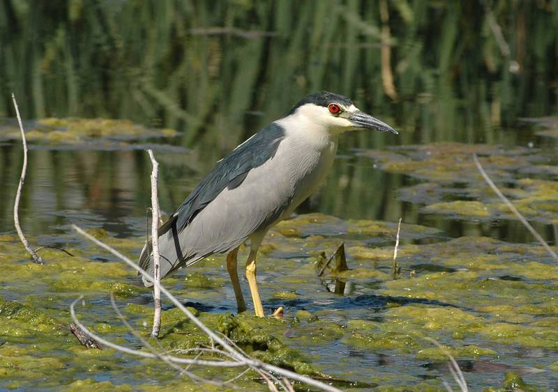 Black-crowned Night Heron