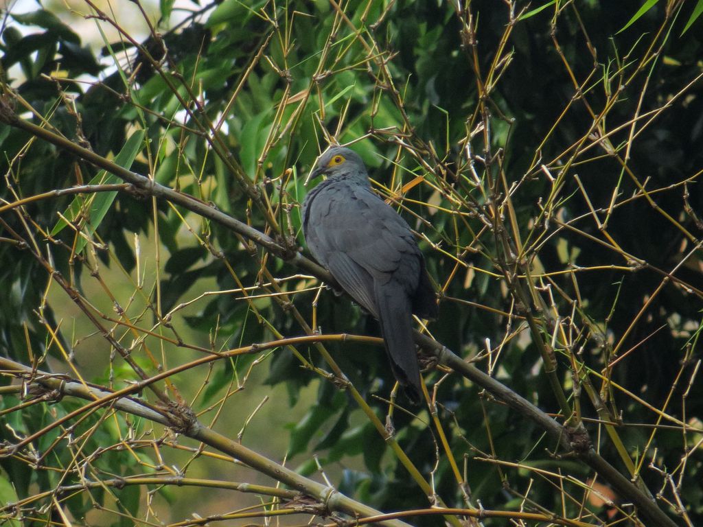 Black Cuckoo-Dove