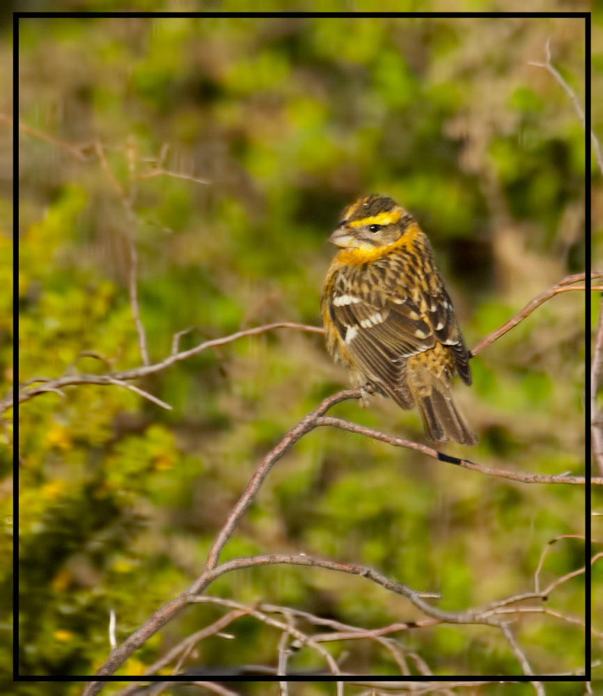 Black-headed Grosbeak