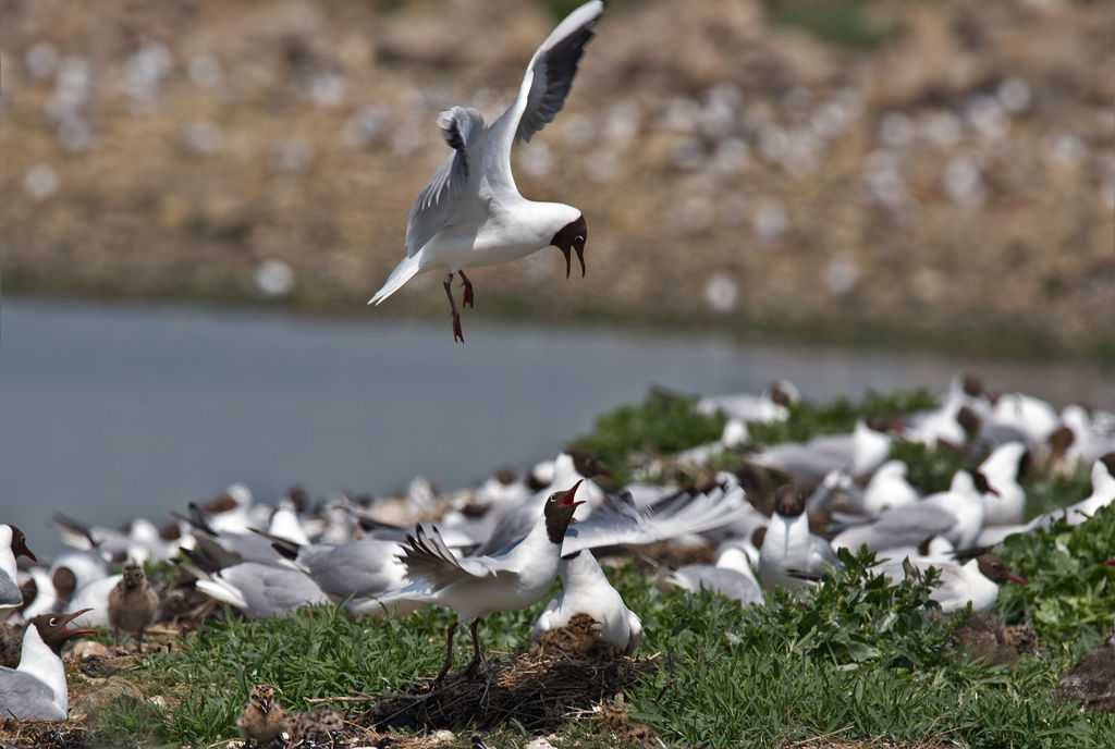 Black Headed Gull angry