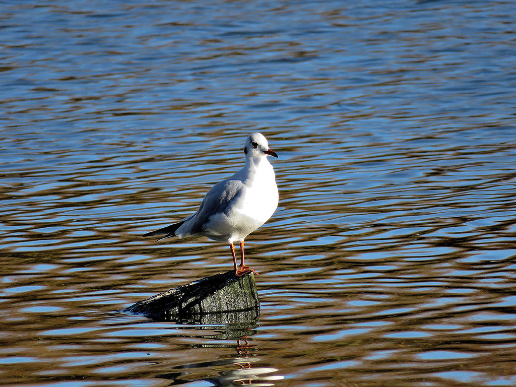 Black Headed Gull Juvenile