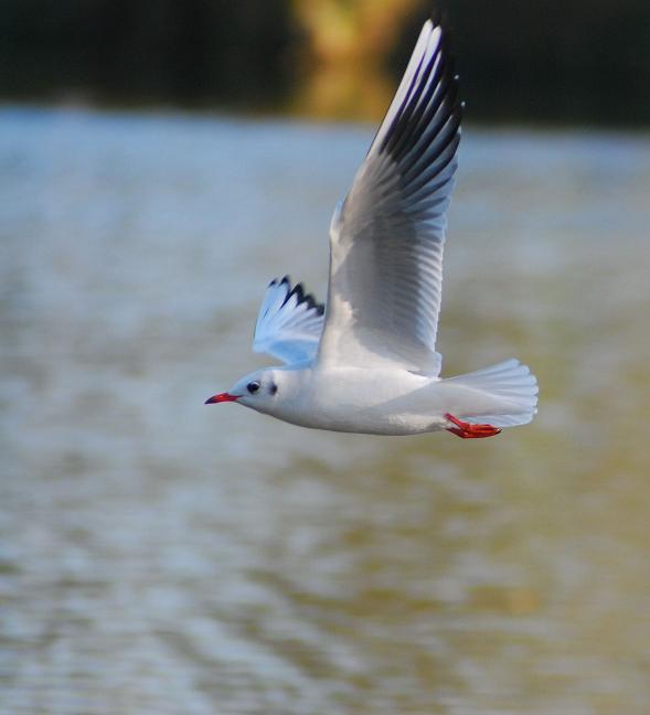 Black-headed Gull