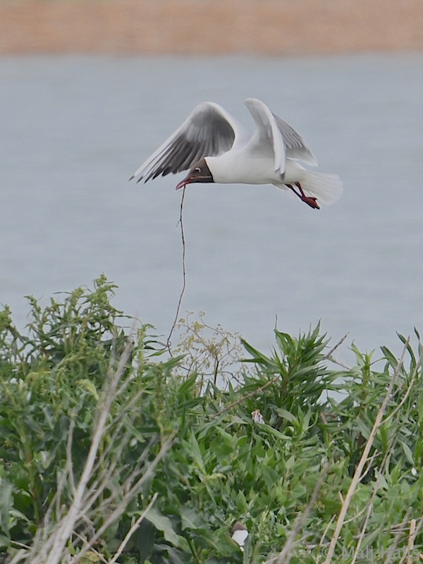 Black-headed Gull