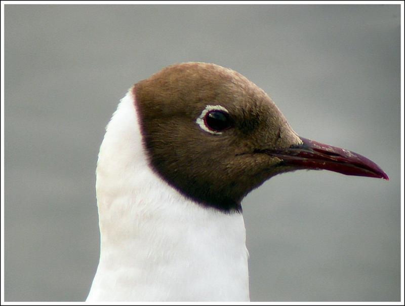 Black Headed Gull's head