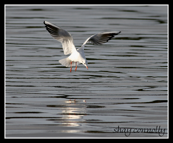 black-headed11-gull