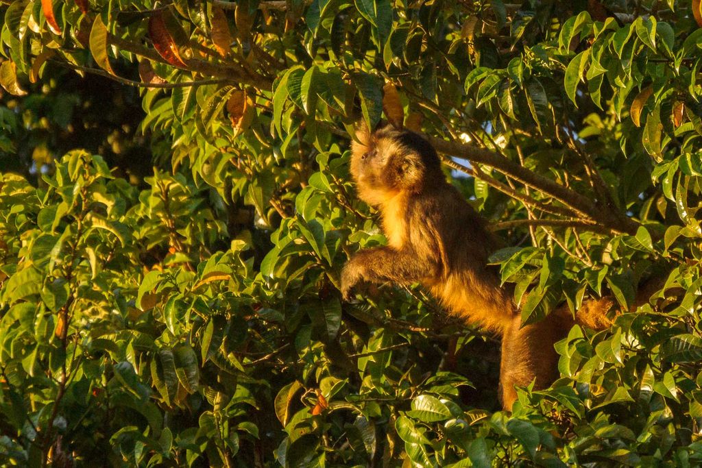 Black Howler Monkey