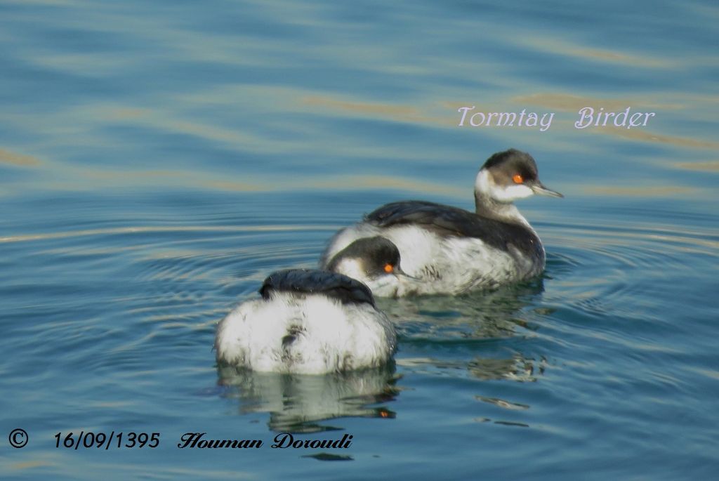 Black-necked grebe or Eared Grebe , Winter Plumage