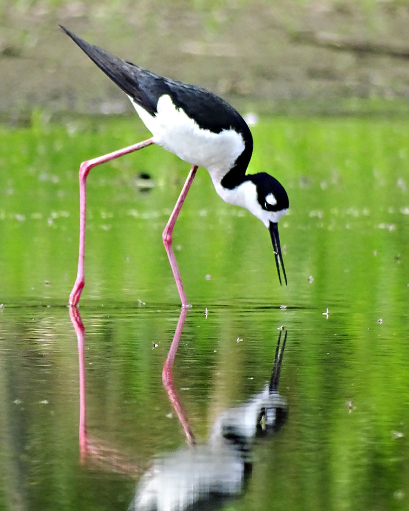 Black-necked Stilt