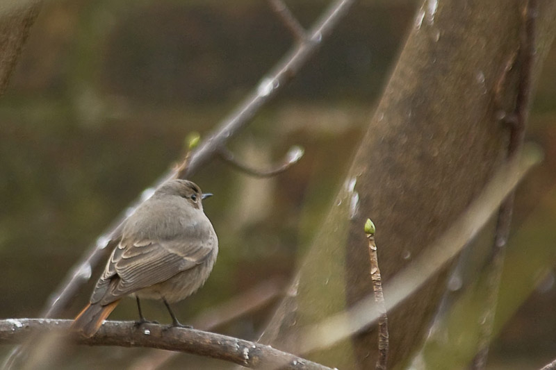 Black Redstart