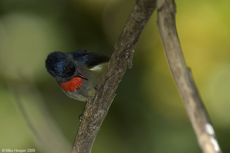 Black-sided Flowerpecker