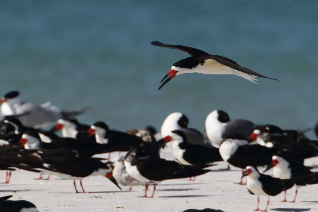 Black Skimmer