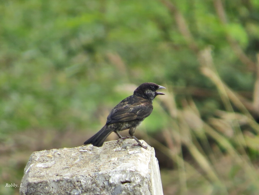 Black Sparrow