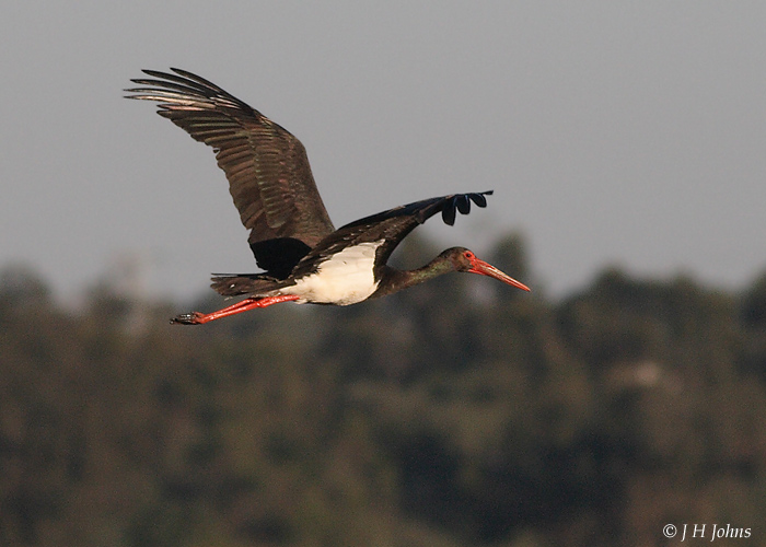 Black Stork