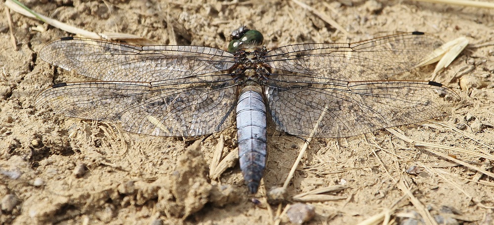 Black-tailed Skimmer