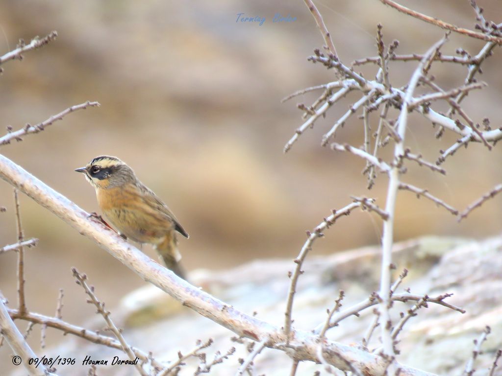 Black-throated Accentor, First Winter, with pale throat.