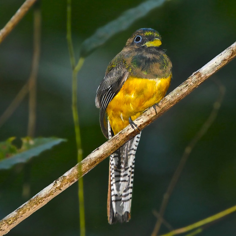 Black-throated Trogon (male)