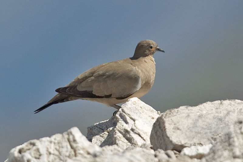 Black-winged Ground-dove