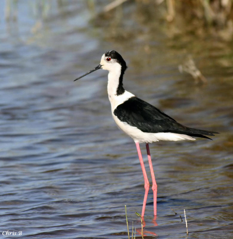 Black-Winged Stilt