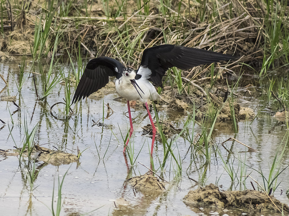 Black-winged Stilt