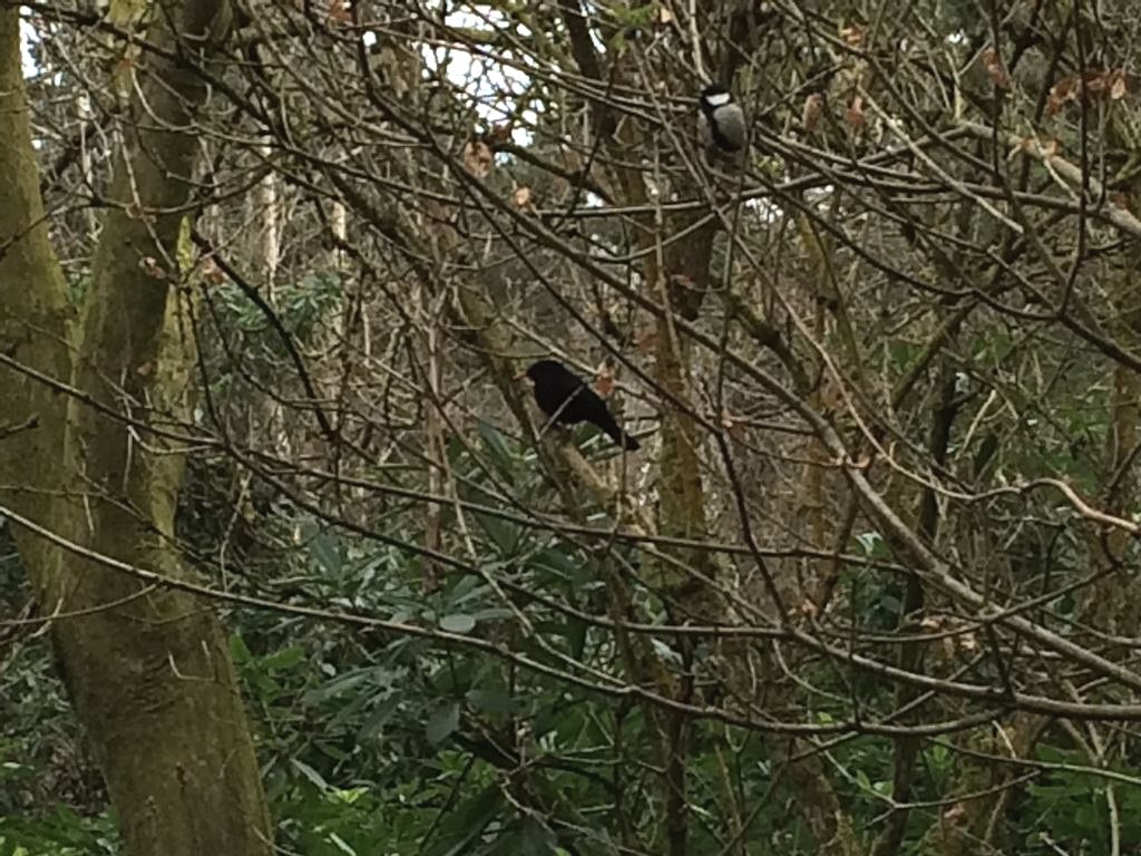 Blackbird and Great Tit