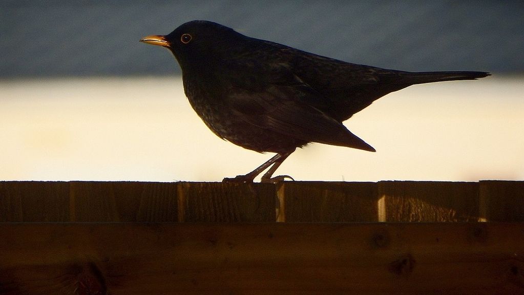 Blackbird (Turdus merula)