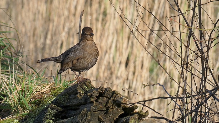 Blackbird (Turdus merula)