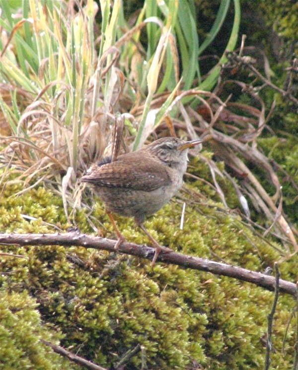 Blinking Wren