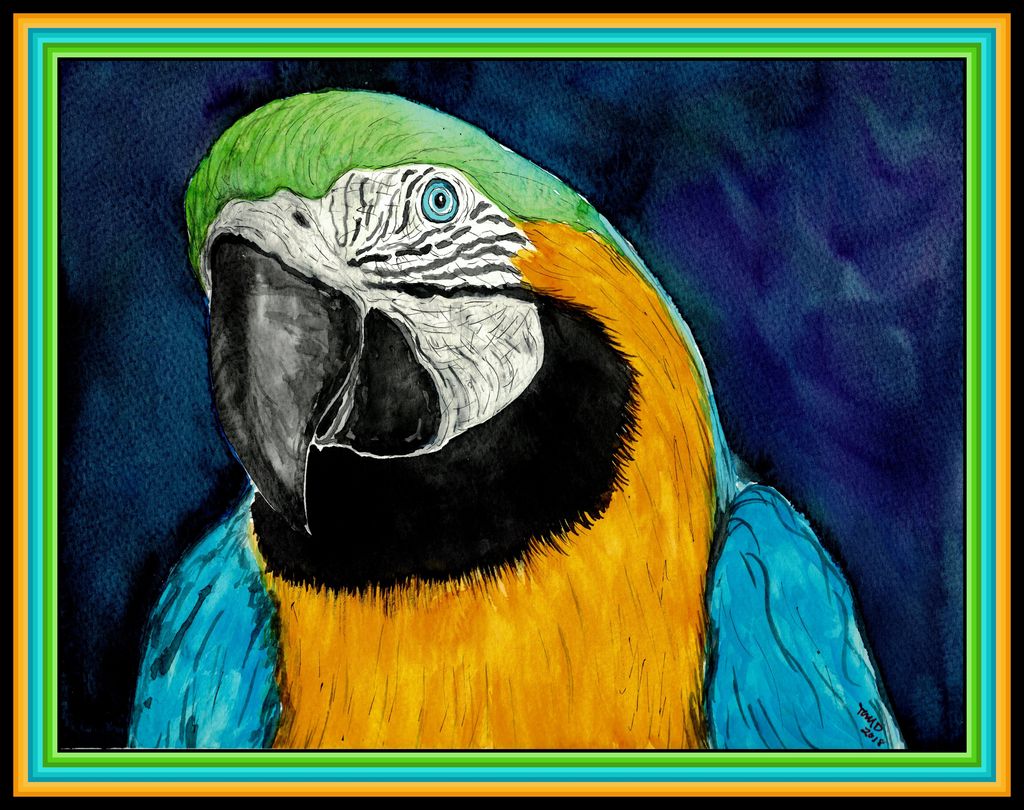 Blue &amp; Gold Macaw, 9x11.5, watercolor &amp; ink, feb 22, 2018