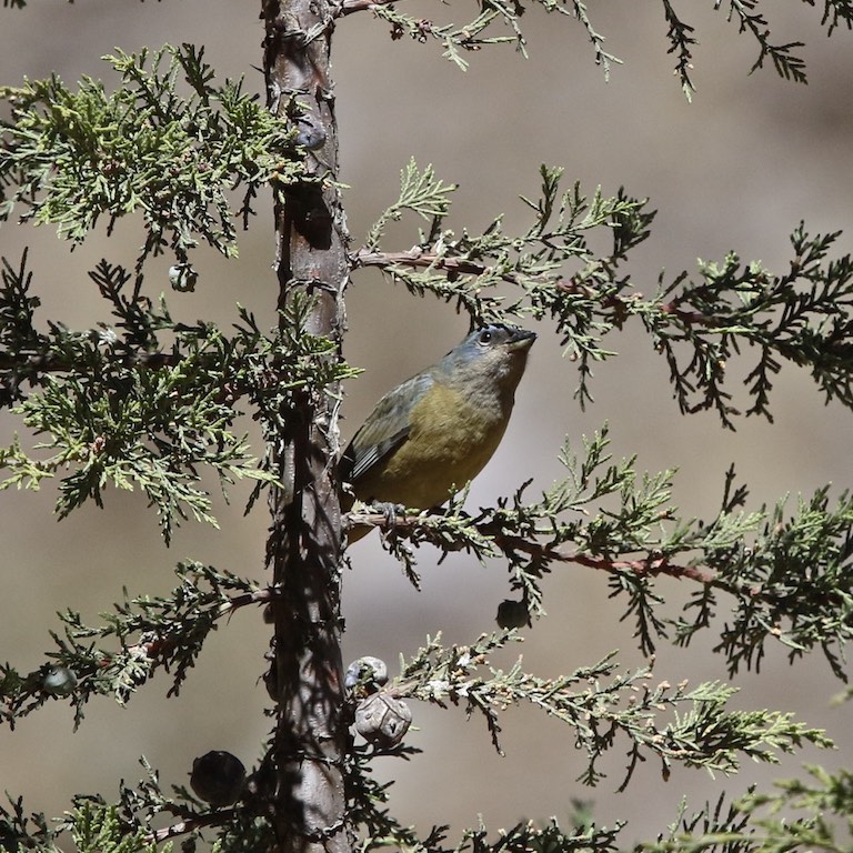 Blue-and-yellow Tanager (female)