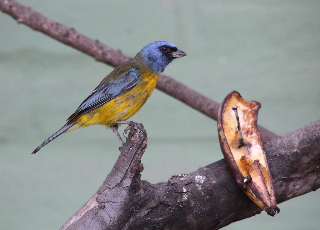 Blue and Yellow Tanager