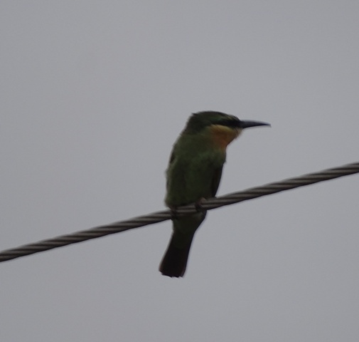 Blue-cheeked Bee-eater juvenile