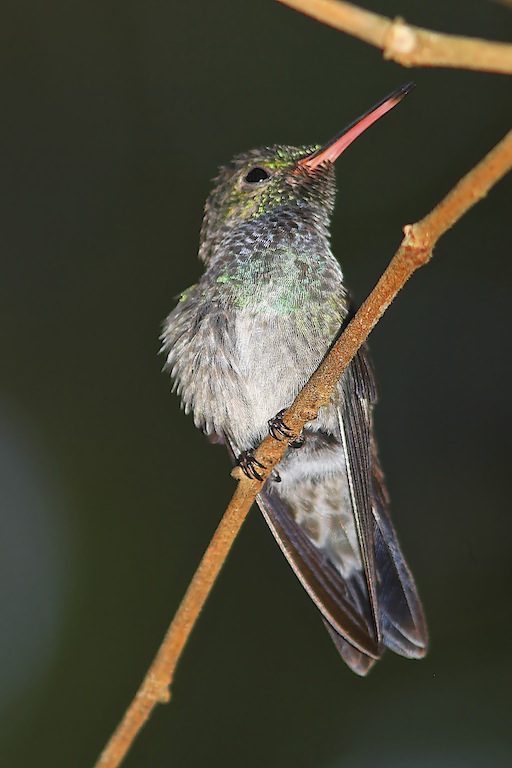 Blue-chested Hummingbird