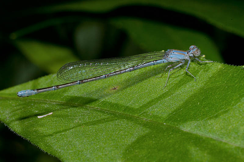 Blue-fronted Dancer