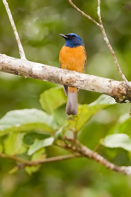 Blue-fronted Flycatcher