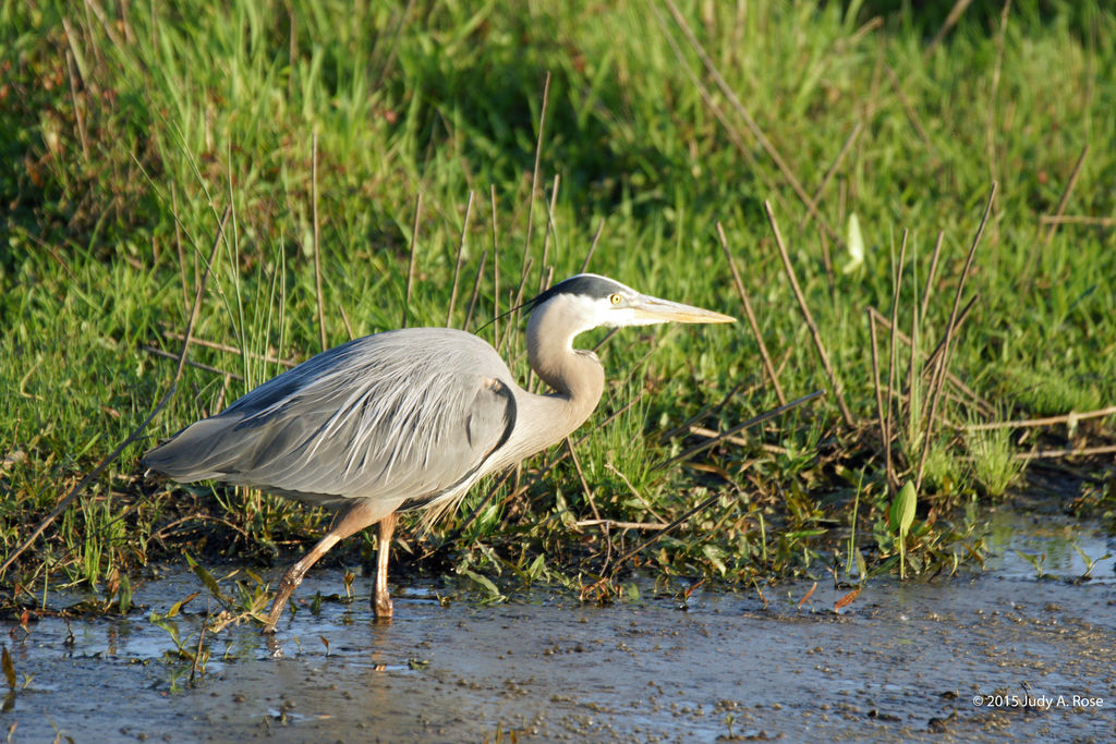 Blue Heron @ Ridgefield National Wildlife Refuge