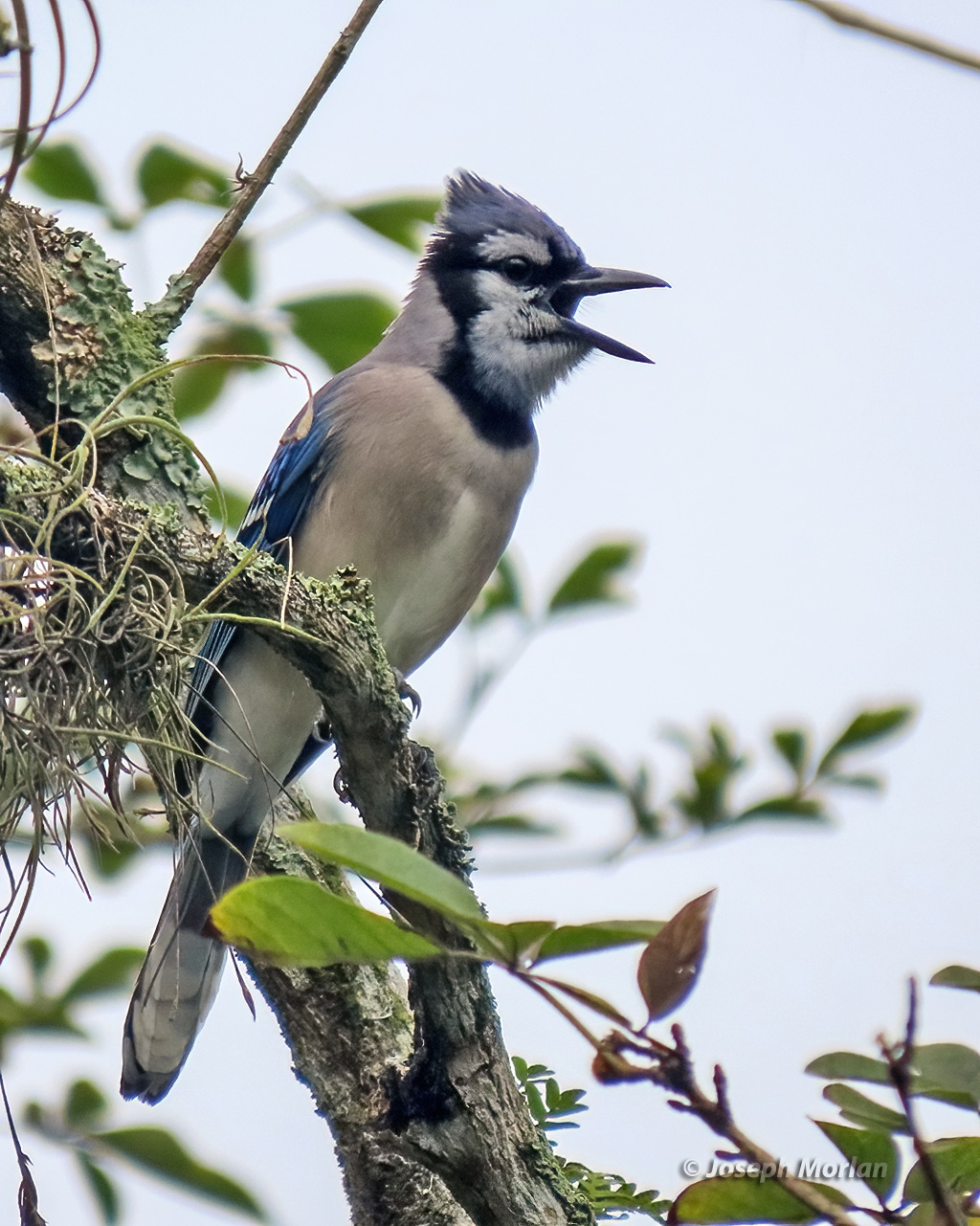 Blue Jay